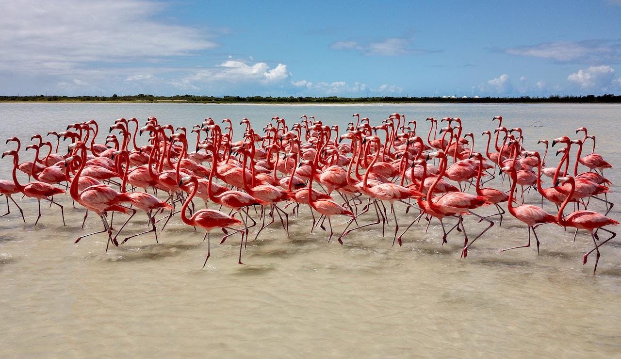 Flamingoes in Anegada (2)
