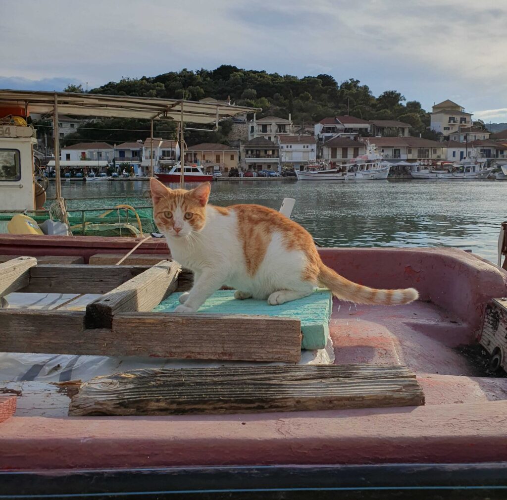 Cat on wooden boat in Greek village